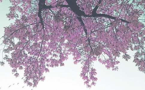 季自驾游好去处推荐新葡京娱乐安徽秋